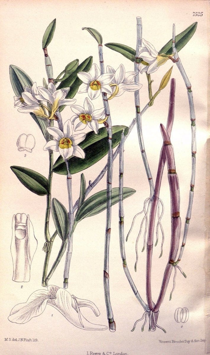 Curtis's botanical magazine. London ; New York [etc.] :Academic Press [etc.]. | "Botanical illustration" Botany Periodicals "Pictorial works" "Plants, Ornamental"  | Vintage Print Reproduction 456710