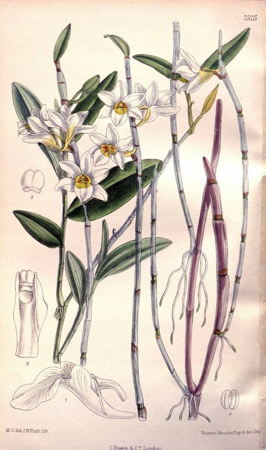 Curtis's botanical magazine. London ; New York [etc.] :Academic Press [etc.]. | "Botanical illustration" Botany Periodicals "Pictorial works" "Plants, Ornamental"  | Vintage Print Reproduction 456710