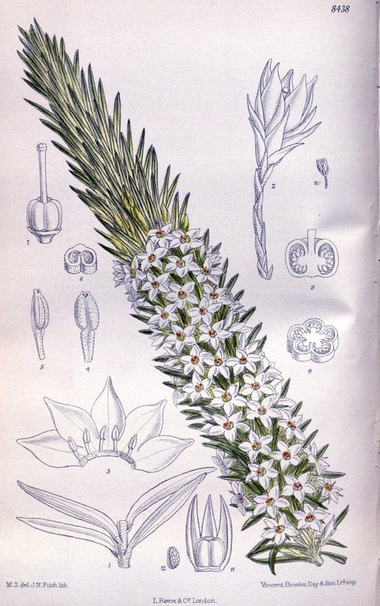 Curtis's botanical magazine. London ; New York [etc.] :Academic Press [etc.]. | "Botanical illustration" Botany Periodicals "Pictorial works" "Plants, Ornamental"  | Vintage Print Reproduction 456711