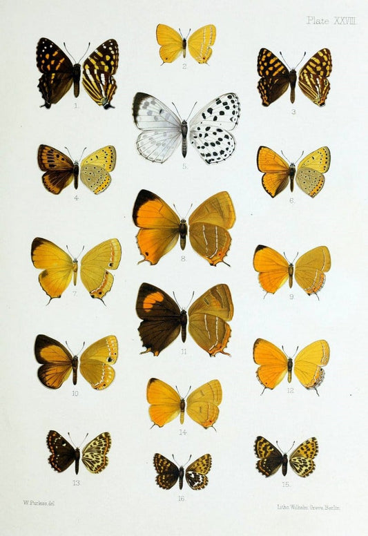 Butterflies from China, Japan, and Corea. London,R.H. Porter,1892-94.  | Butterflies China Japan Korea  | Vintage Print Reproduction 456712
