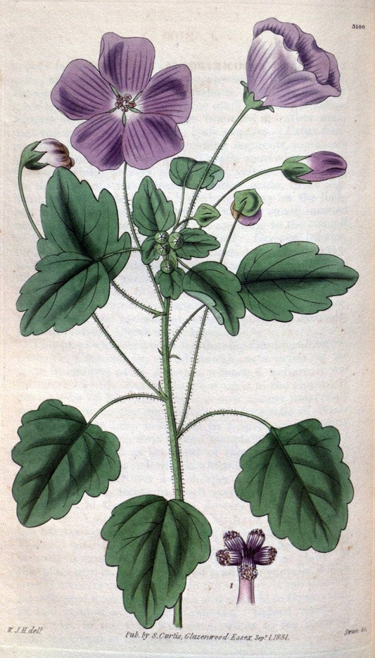 Curtis's botanical magazine..London ;New York [etc.] :Academic Press [etc.]. |  | Vintage Print Reproduction 456713