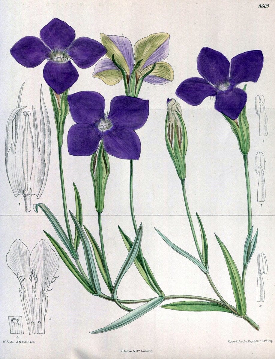 Curtis's botanical magazine. London ; New York [etc.] :Academic Press [etc.]. | "Botanical illustration" Botany Periodicals "Pictorial works" "Plants, Ornamental"  | Vintage Print Reproduction 456714