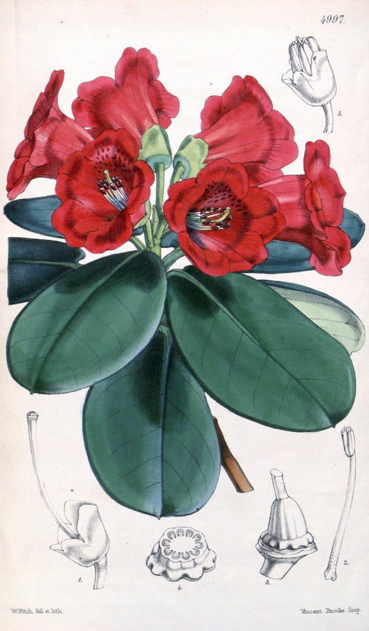 Curtis's botanical magazine. London ; New York [etc.] :Academic Press [etc.]. | "Botanical illustration" Botany Periodicals "Pictorial works" "Plants, Ornamental"  | Vintage Print Reproduction 456715