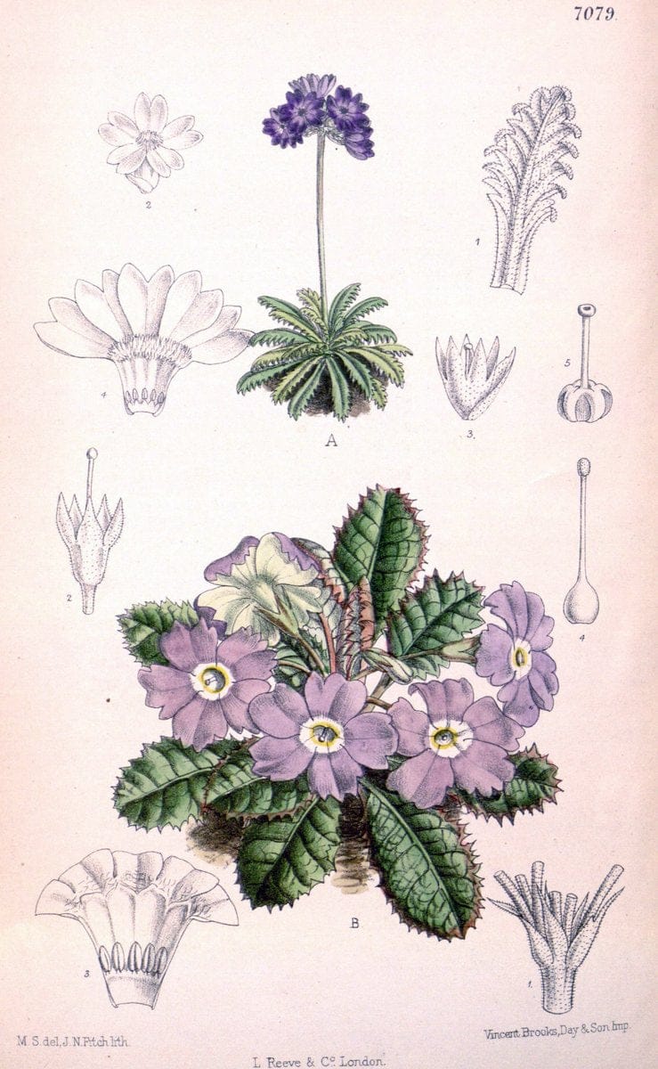 Curtis's botanical magazine. London ; New York [etc.] :Academic Press [etc.]. | "Botanical illustration" Botany Periodicals "Pictorial works" "Plants, Ornamental"  | Vintage Print Reproduction 456716