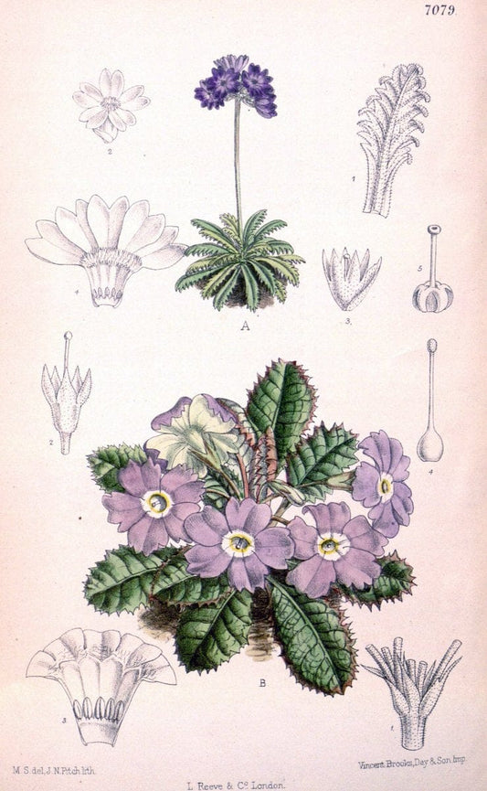 Curtis's botanical magazine. London ; New York [etc.] :Academic Press [etc.]. | "Botanical illustration" Botany Periodicals "Pictorial works" "Plants, Ornamental"  | Vintage Print Reproduction 456716