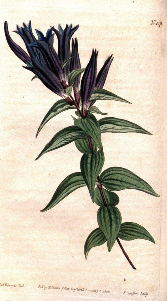 Curtis's botanical magazine. London ; New York [etc.] :Academic Press [etc.]. | "Botanical illustration" Botany Periodicals "Pictorial works" "Plants, Ornamental"  | Vintage Print Reproduction 456717