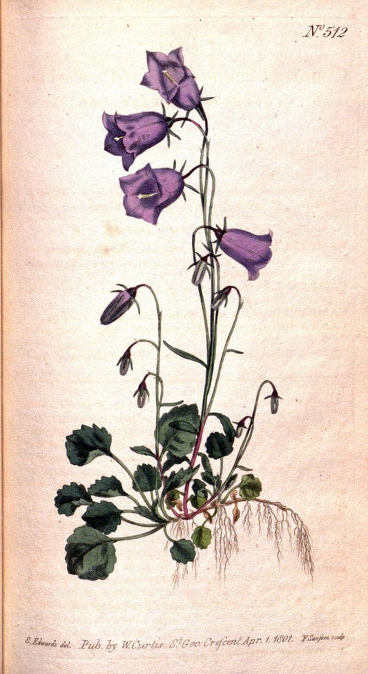 Curtis's botanical magazine. London ;New York [etc.] :Academic Press [etc.]. | Botany Periodicals "Pictorial works"  | Vintage Print Reproduction 456718
