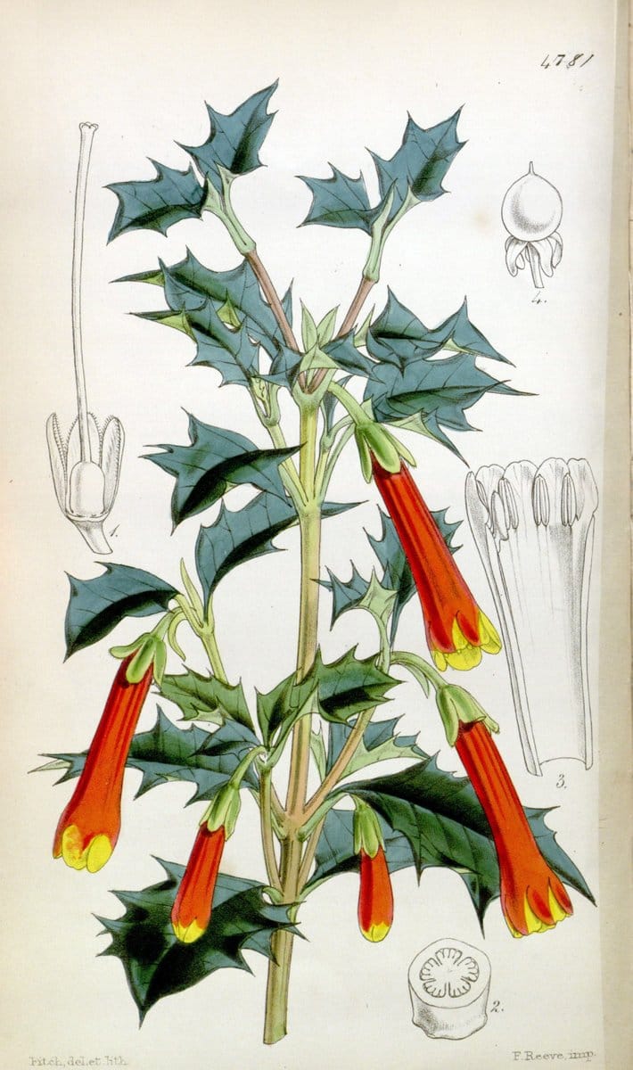 Curtis's botanical magazine. London ;New York [etc.] :Academic Press [etc.]. | Botany Periodicals "Pictorial works"  | Vintage Print Reproduction 456719