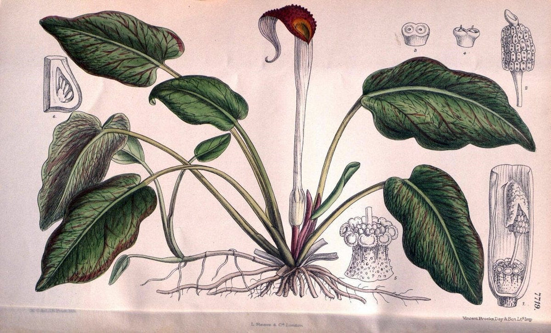 Curtis's botanical magazine. London ;New York [etc.] :Academic Press [etc.]. | Botany Periodicals "Pictorial works"  | Vintage Print Reproduction 456720