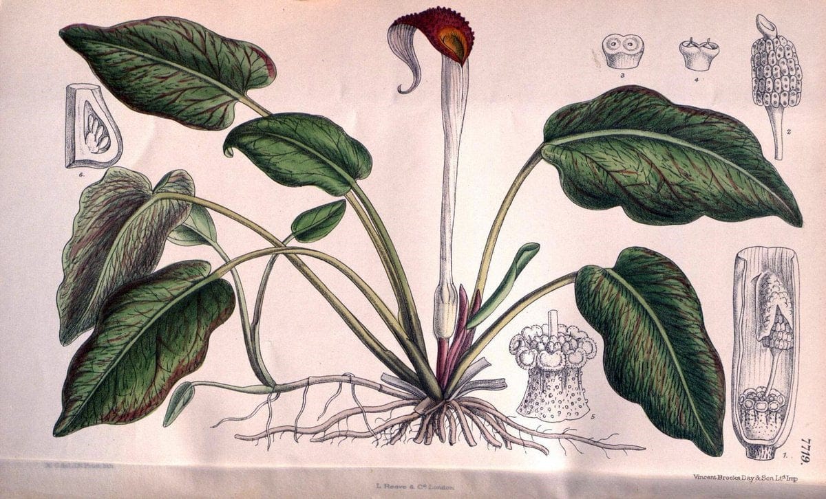 Curtis's botanical magazine. London ;New York [etc.] :Academic Press [etc.]. | Botany Periodicals "Pictorial works"  | Vintage Print Reproduction 456720