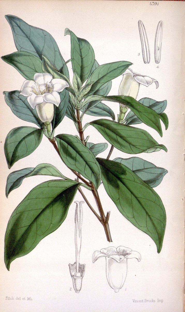 Curtis's botanical magazine. London ;New York [etc.] :Academic Press [etc.]. | Botany Periodicals "Pictorial works"  | Vintage Print Reproduction 456721