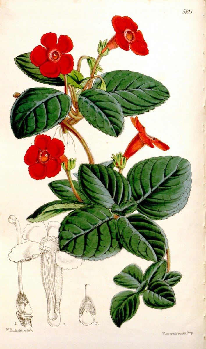 Curtis's botanical magazine. London ;New York [etc.] :Academic Press [etc.]. | Botany Periodicals "Pictorial works"  | Vintage Print Reproduction 456722