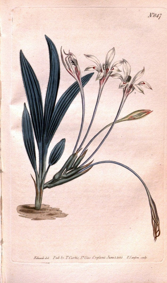 Curtis's botanical magazine. London ;New York [etc.] :Academic Press [etc.]. | Botany Periodicals "Pictorial works"  | Vintage Print Reproduction 456723