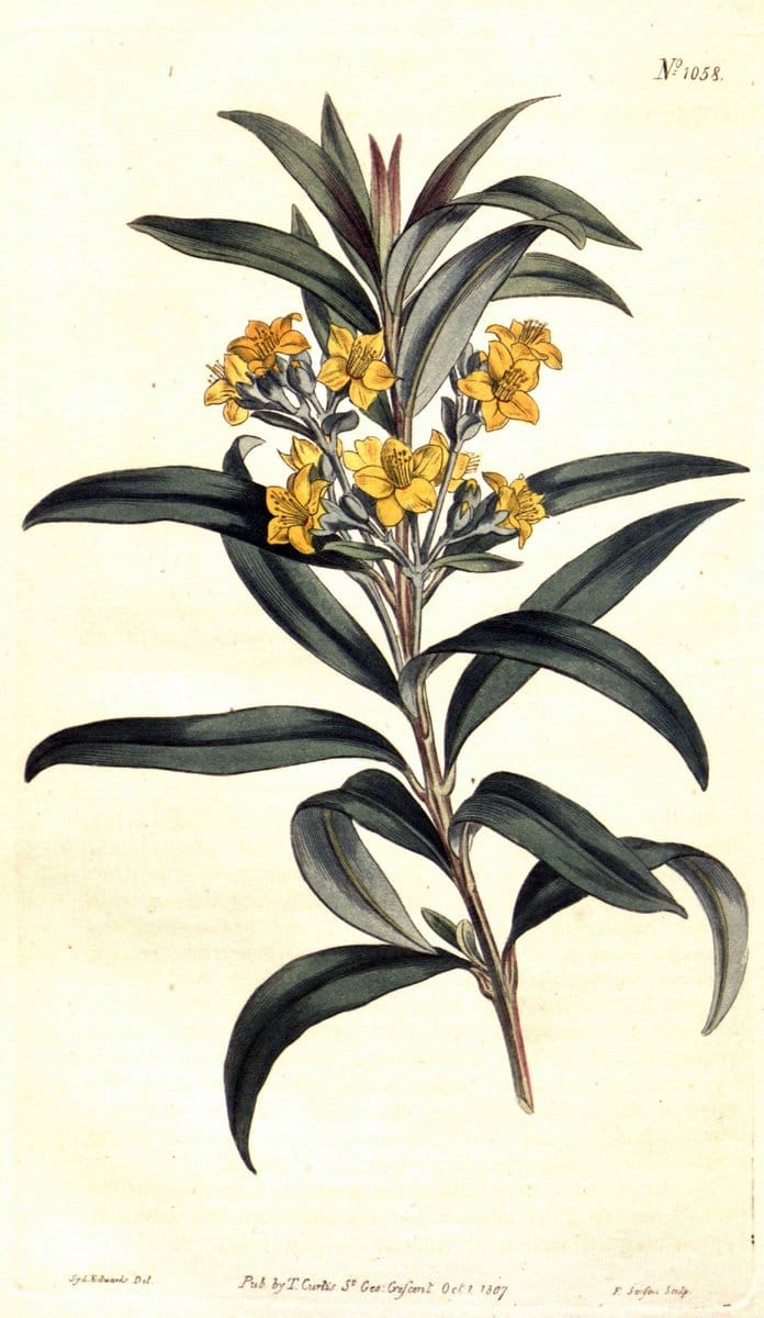 Curtis's botanical magazine. London ;New York [etc.] :Academic Press [etc.]. | Botany Periodicals "Pictorial works"  | Vintage Print Reproduction 456724