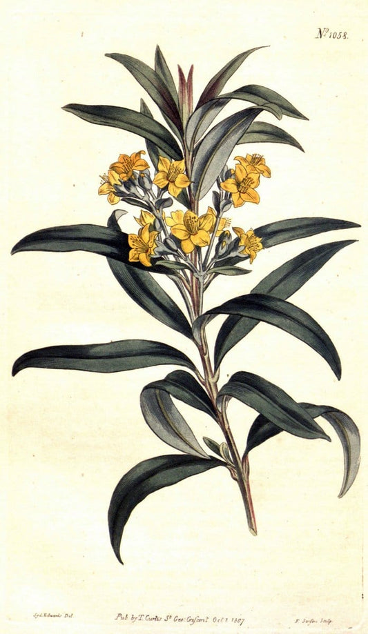 Curtis's botanical magazine. London ;New York [etc.] :Academic Press [etc.]. | Botany Periodicals "Pictorial works"  | Vintage Print Reproduction 456724