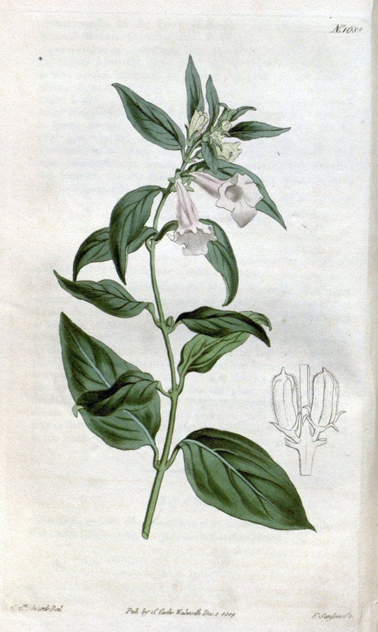 Curtis's botanical magazine. London ; New York [etc.] :Academic Press [etc.]. | "Botanical illustration" Botany Periodicals "Pictorial works" "Plants, Ornamental"  | Vintage Print Reproduction 456725