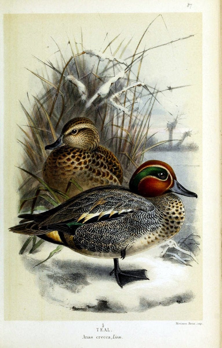 Coloured figures of the birds of the British Islands / issued by Lord Lilford. London :R | Birds "Great Britain" "Pictorial works"  | Vintage Print Reproduction 456726