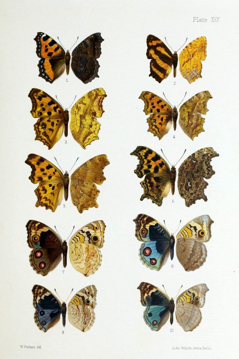 Butterflies from China, Japan, and Corea. London,R.H. Porter,1892-94.  | Butterflies China Japan Korea  | Vintage Print Reproduction 456727