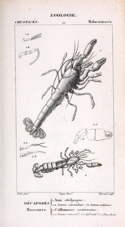 ConsidÃ©rations gÃ©nÃ©rales sur la classe des crustacÃ©s :.Paris :F.G. Levrault,1825.  | Crustacea France Zoology  | Vintage Print Reproduction 456728
