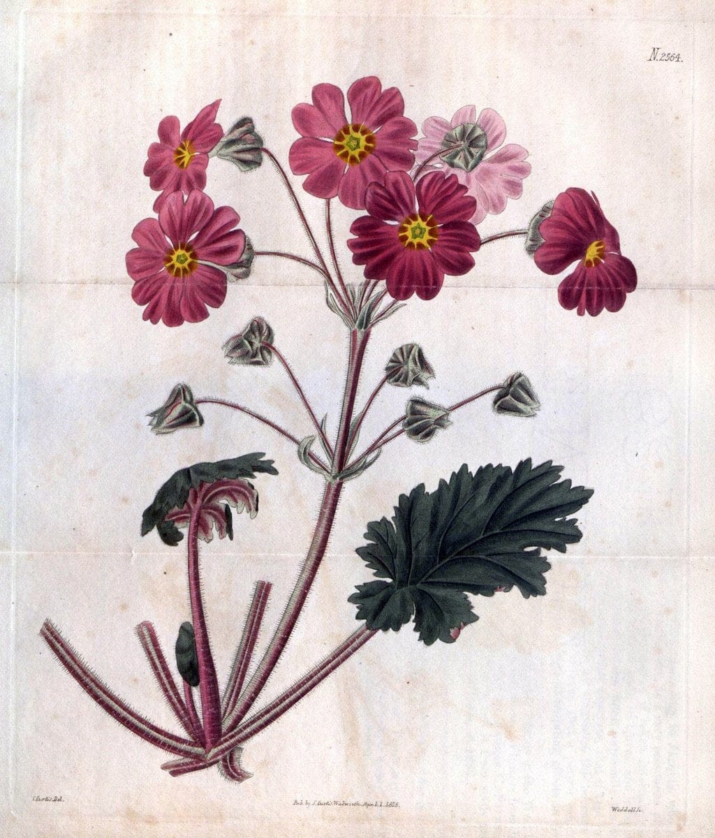 Curtis's botanical magazine. London ; New York [etc.] :Academic Press [etc.]. | "Botanical illustration" Botany Periodicals "Pictorial works" "Plants, Ornamental"  | Vintage Print Reproduction 456729