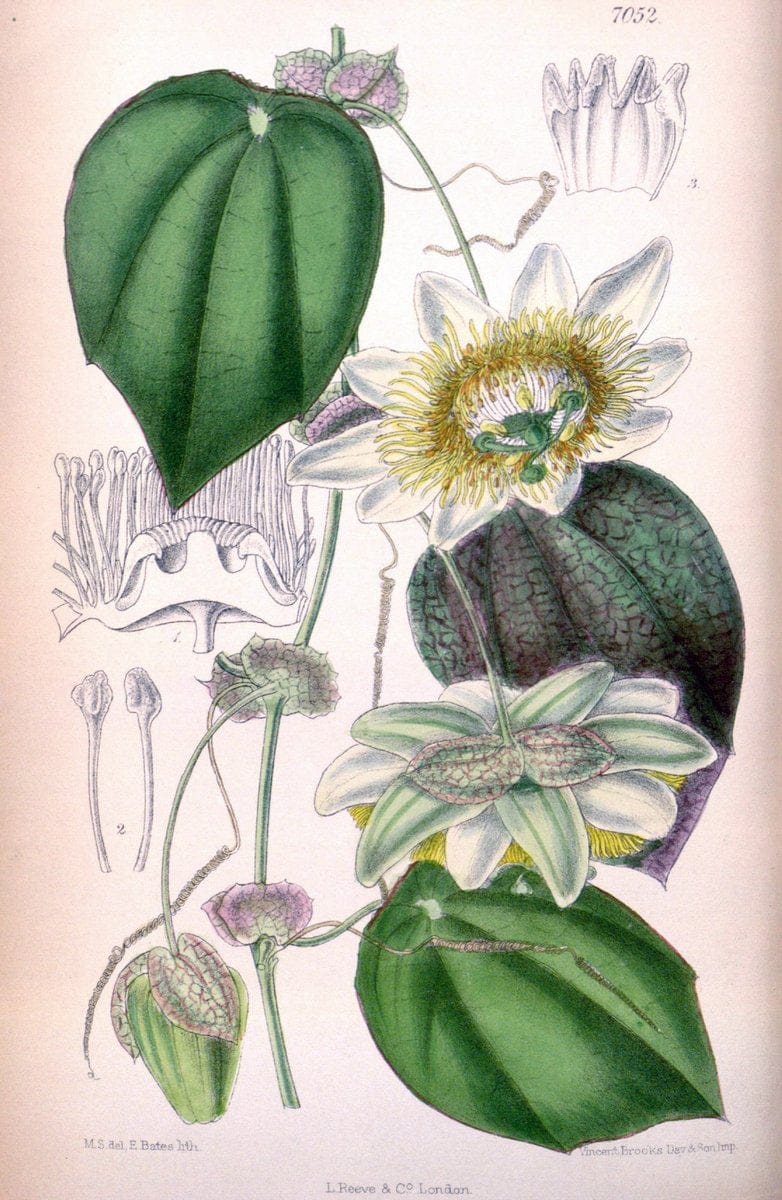 Curtis's botanical magazine. London ; New York [etc.] :Academic Press [etc.]. | "Botanical illustration" Botany Periodicals "Pictorial works" "Plants, Ornamental"  | Vintage Print Reproduction 456730