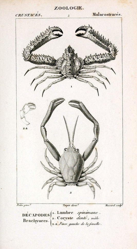 ConsidÃ©rations gÃ©nÃ©rales sur la classe des crustacÃ©s :.Paris :F.G. Levrault,1825.  | Crustacea France Zoology  | Vintage Print Reproduction 456731