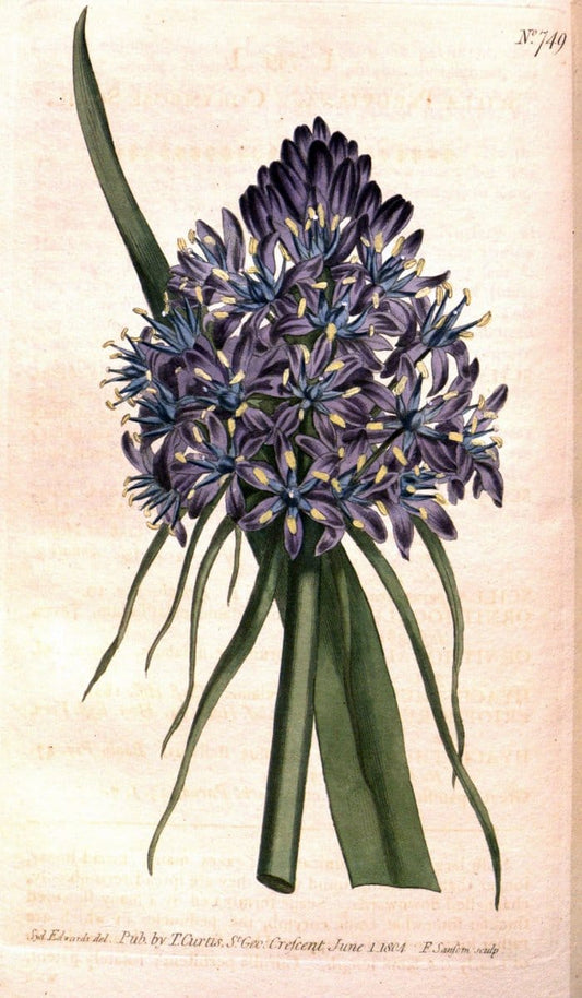 Curtis's botanical magazine..London ;New York [etc.] :Academic Press [etc.]. |  | Vintage Print Reproduction 456732