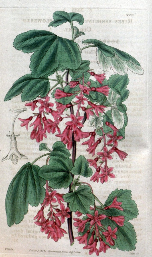 Curtis's botanical magazine..London ;New York [etc.] :Academic Press [etc.]. |  | Vintage Print Reproduction 456733