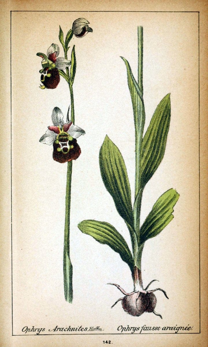 Choix de plantes de l'Europe centrale et particuliÃ¨rement de la Suisse et de la SavoieGe | Europe Central "Pictorial works" Plants "Savoy (France and Italy)" Switzerland  | Vintage Reproduction 456734