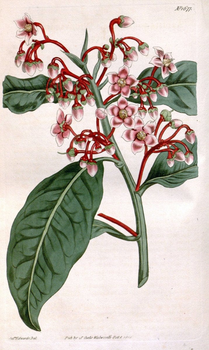 Curtis's botanical magazine. London ; New York [etc.] :Academic Press [etc.]. | "Botanical illustration" Botany Periodicals "Pictorial works" "Plants, Ornamental"  | Vintage Print Reproduction 456735