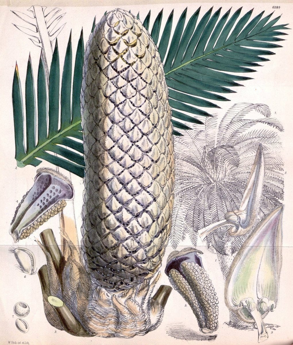 Curtis's botanical magazine. London ; New York [etc.] :Academic Press [etc.]. | "Botanical illustration" Botany Periodicals "Pictorial works" "Plants, Ornamental"  | Vintage Print Reproduction 456736