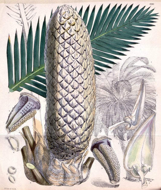 Curtis's botanical magazine. London ; New York [etc.] :Academic Press [etc.]. | "Botanical illustration" Botany Periodicals "Pictorial works" "Plants, Ornamental"  | Vintage Print Reproduction 456736