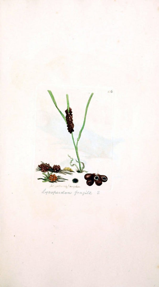Coloured figures of English fungi or mushrooms. London,Printed by J. Davis,1797-[1809]. | England Mushrooms  | Vintage Print Reproduction 456737