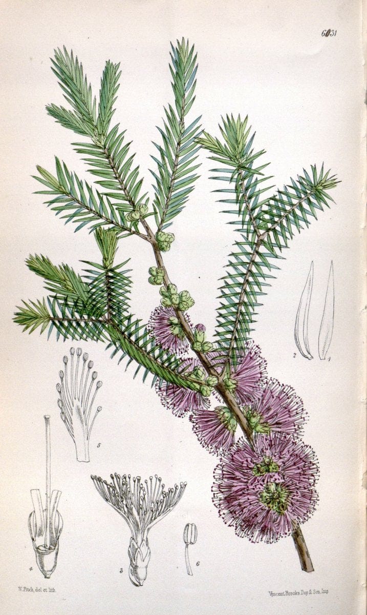 Curtis's botanical magazine. London ; New York [etc.] :Academic Press [etc.]. | "Botanical illustration" Botany Periodicals "Pictorial works" "Plants, Ornamental"  | Vintage Print Reproduction 456738