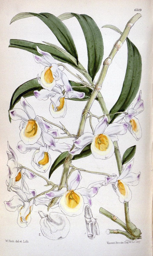 Curtis's botanical magazine. London ; New York [etc.] :Academic Press [etc.]. | "Botanical illustration" Botany Periodicals "Pictorial works" "Plants, Ornamental"  | Vintage Print Reproduction 456739