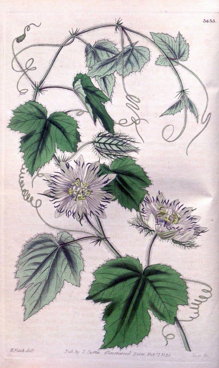 Curtis's botanical magazine..London ;New York [etc.] :Academic Press [etc.]. |  | Vintage Print Reproduction 456740