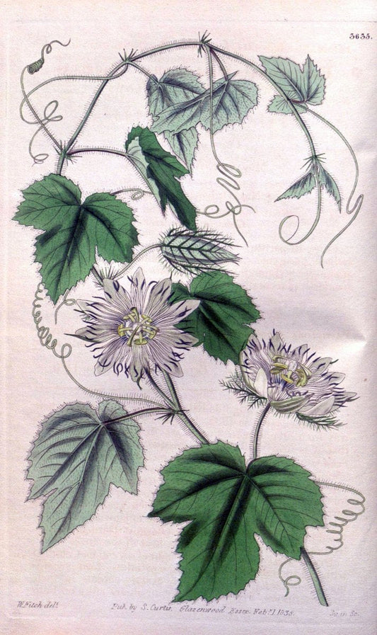 Curtis's botanical magazine..London ;New York [etc.] :Academic Press [etc.]. |  | Vintage Print Reproduction 456740