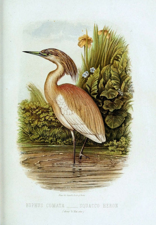 Cassell's book of birds :.London,Cassell, Petter and Galpin,[1875]. | Birds  | Vintage Print Reproduction 456741