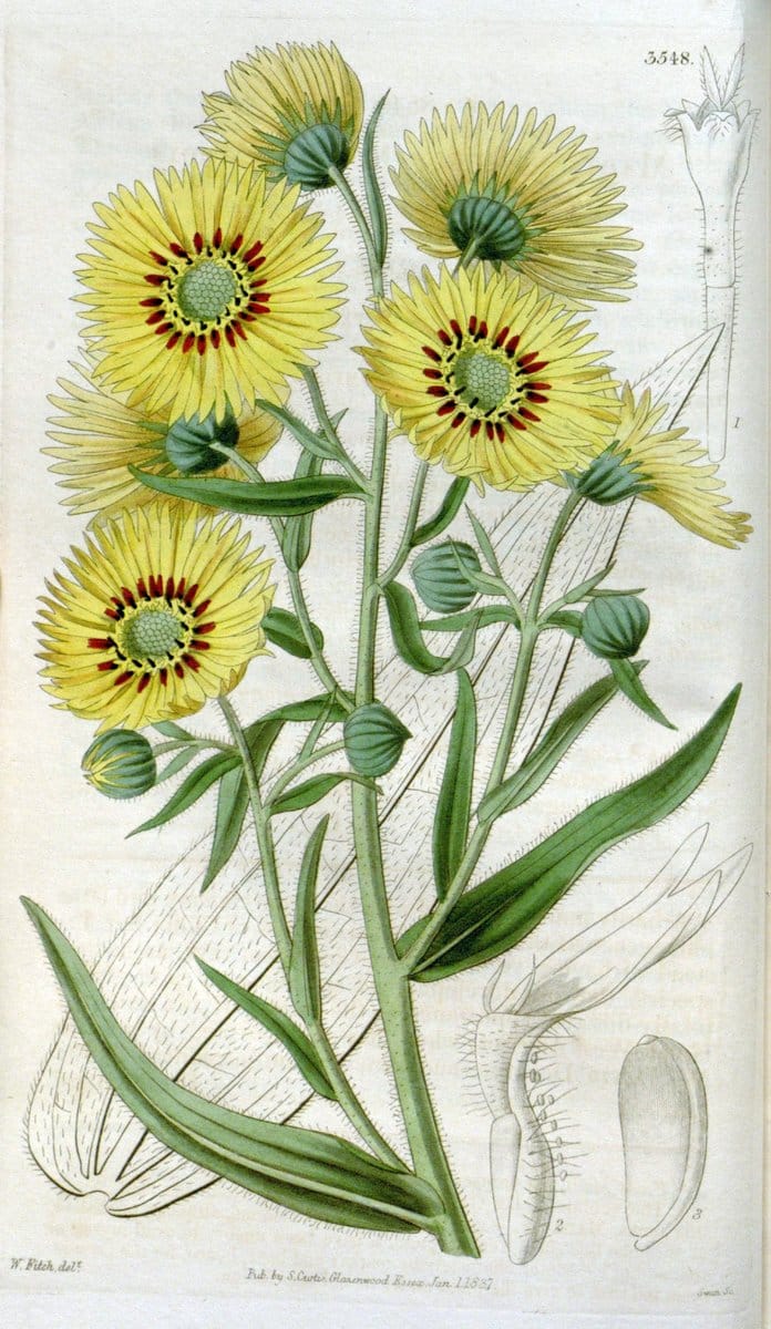 Curtis's botanical magazine. London ; New York [etc.] :Academic Press [etc.]. | "Botanical illustration" Botany Periodicals "Pictorial works" "Plants, Ornamental"  | Vintage Print Reproduction 456742