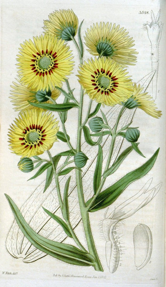 Curtis's botanical magazine. London ; New York [etc.] :Academic Press [etc.]. | "Botanical illustration" Botany Periodicals "Pictorial works" "Plants, Ornamental"  | Vintage Print Reproduction 456742