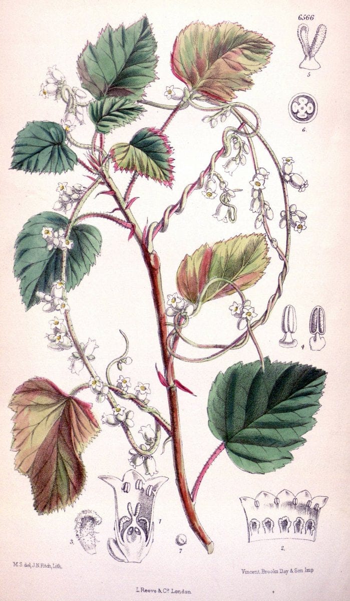 Curtis's botanical magazine. London ; New York [etc.] :Academic Press [etc.]. | "Botanical illustration" Botany Periodicals "Pictorial works" "Plants, Ornamental"  | Vintage Print Reproduction 456743