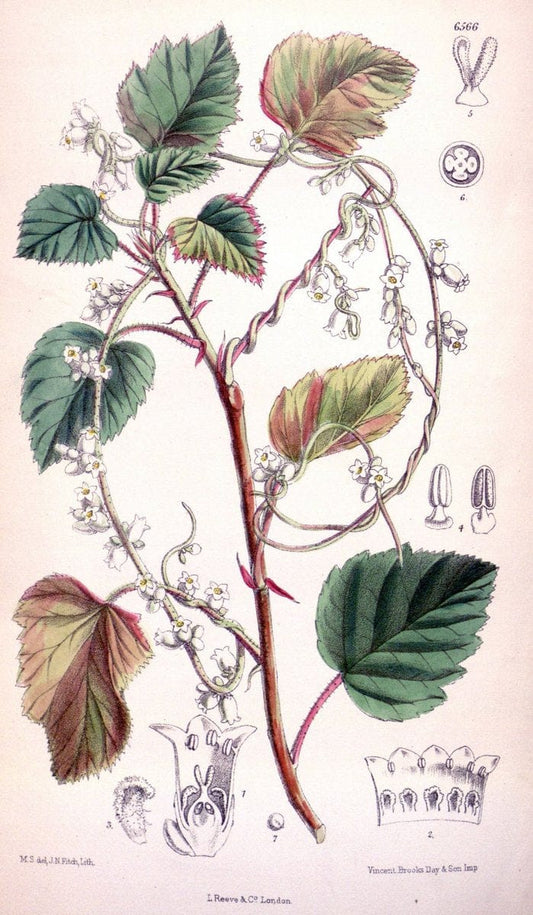 Curtis's botanical magazine. London ; New York [etc.] :Academic Press [etc.]. | "Botanical illustration" Botany Periodicals "Pictorial works" "Plants, Ornamental"  | Vintage Print Reproduction 456743