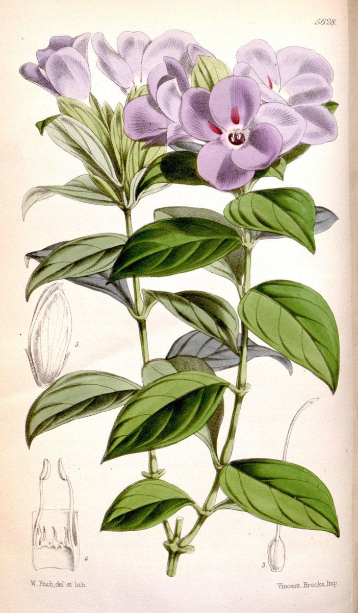 Curtis's botanical magazine. London ; New York [etc.] :Academic Press [etc.]. | "Botanical illustration" Botany Periodicals "Pictorial works" "Plants, Ornamental"  | Vintage Print Reproduction 456744