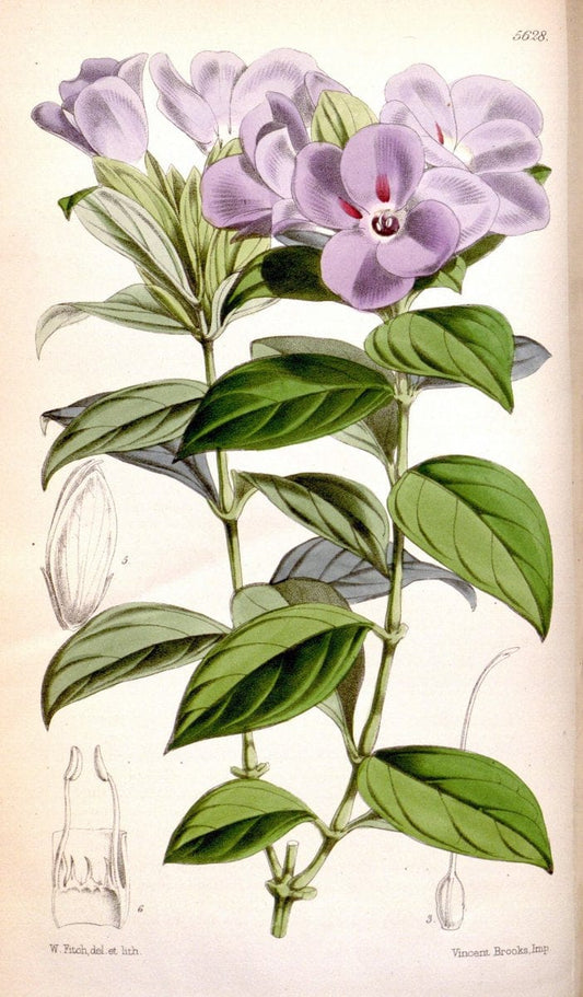 Curtis's botanical magazine. London ; New York [etc.] :Academic Press [etc.]. | "Botanical illustration" Botany Periodicals "Pictorial works" "Plants, Ornamental"  | Vintage Print Reproduction 456744