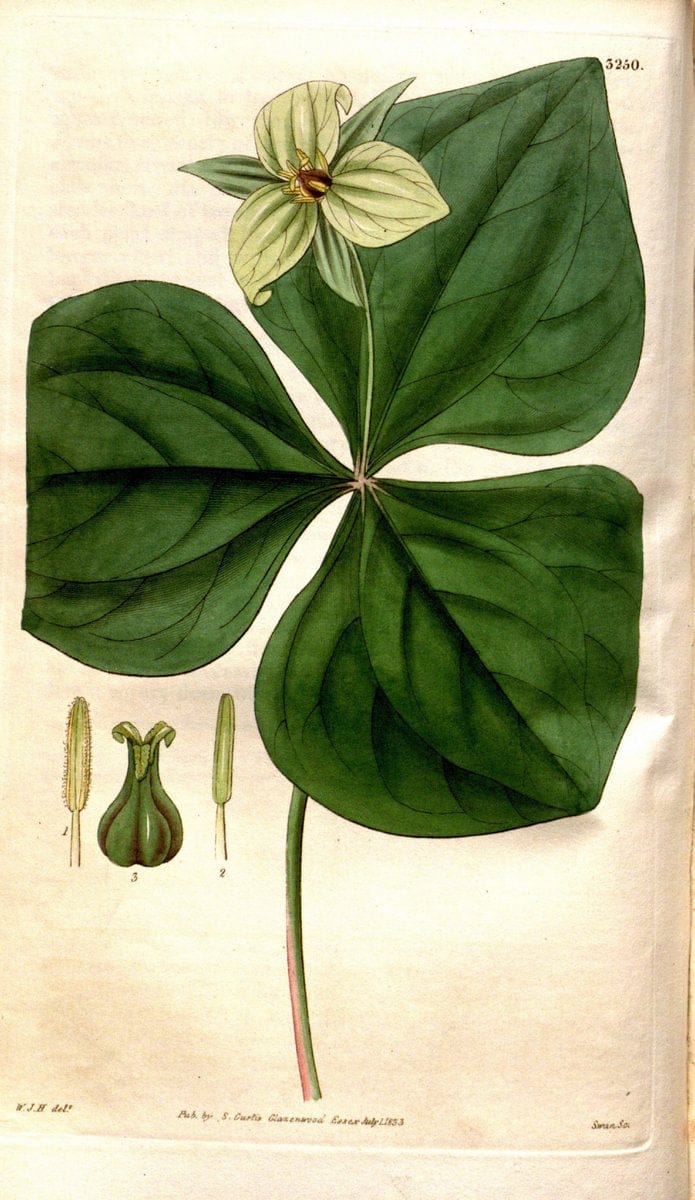 Curtis's botanical magazine. London ; New York [etc.] :Academic Press [etc.]. | "Botanical illustration" Botany Periodicals "Pictorial works" "Plants, Ornamental"  | Vintage Print Reproduction 456745