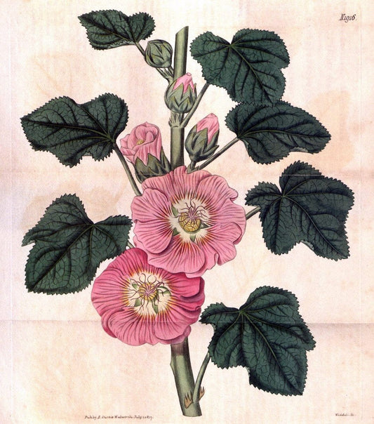 Curtis's botanical magazine. London ; New York [etc.] :Academic Press [etc.]. | "Botanical illustration" Botany Periodicals "Pictorial works" "Plants, Ornamental"  | Vintage Print Reproduction 456746