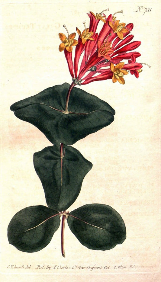 Curtis's botanical magazine..London ;New York [etc.] :Academic Press [etc.]. |  | Vintage Print Reproduction 456747