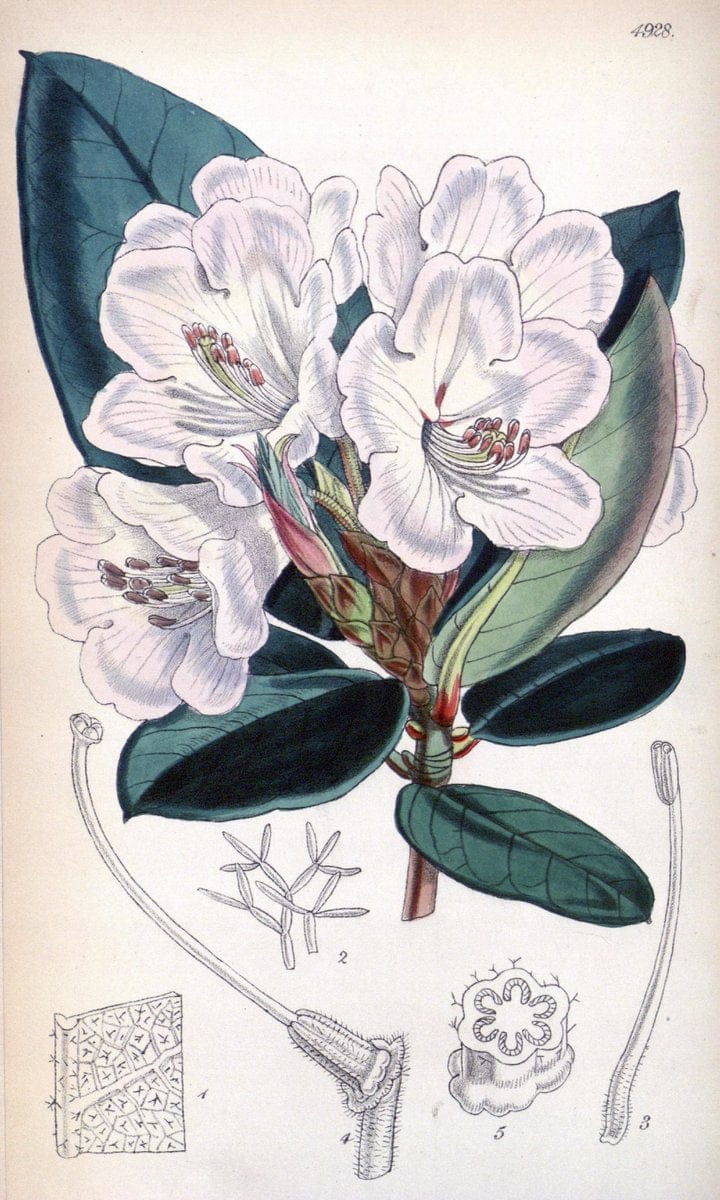 Curtis's botanical magazine. London ;New York [etc.] :Academic Press [etc.]. | Botany Periodicals "Pictorial works"  | Vintage Print Reproduction 456748