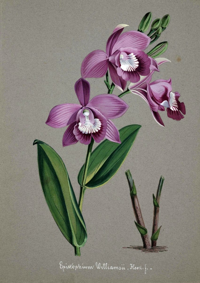 Collection d'orchideÃŒÂes.[S.l. :s.n.,18--]. | "Botanical illustration" Orchidaceae "Orchidaceae in art" "Pictorial works"  | Vintage Print Reproduction 456749