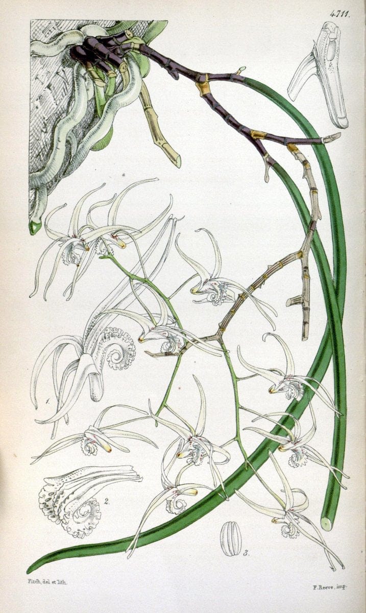 Curtis's botanical magazine. London ; New York [etc.] :Academic Press [etc.]. | "Botanical illustration" Botany Periodicals "Pictorial works" "Plants, Ornamental"  | Vintage Print Reproduction 456750